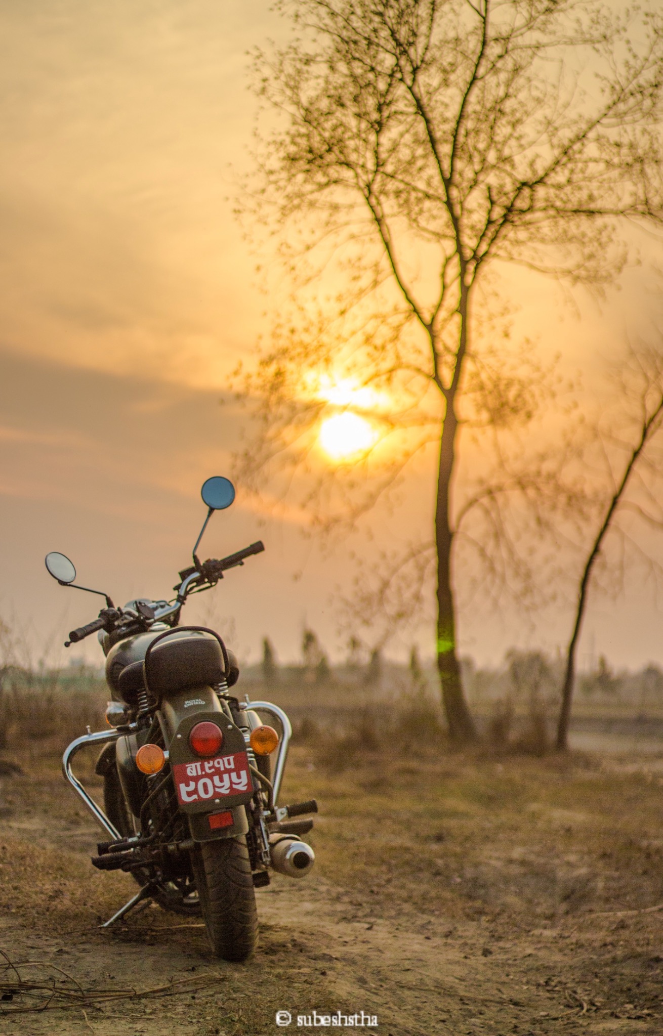 A parked motorcycle beside a tree in warm morning light
